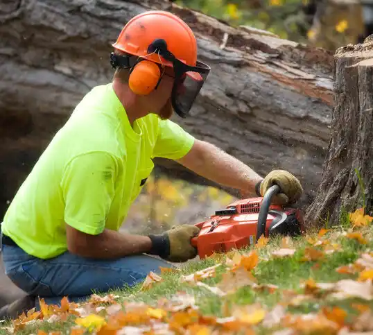 tree services Evart